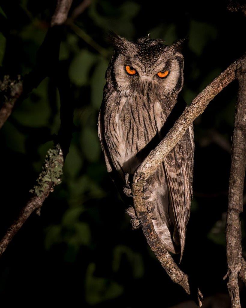 Southern White-Faced Owl perched in a tree, staring with intense orange eyes. Southern White-Faced Owl perched in a tree, staring with intense orange eyes.