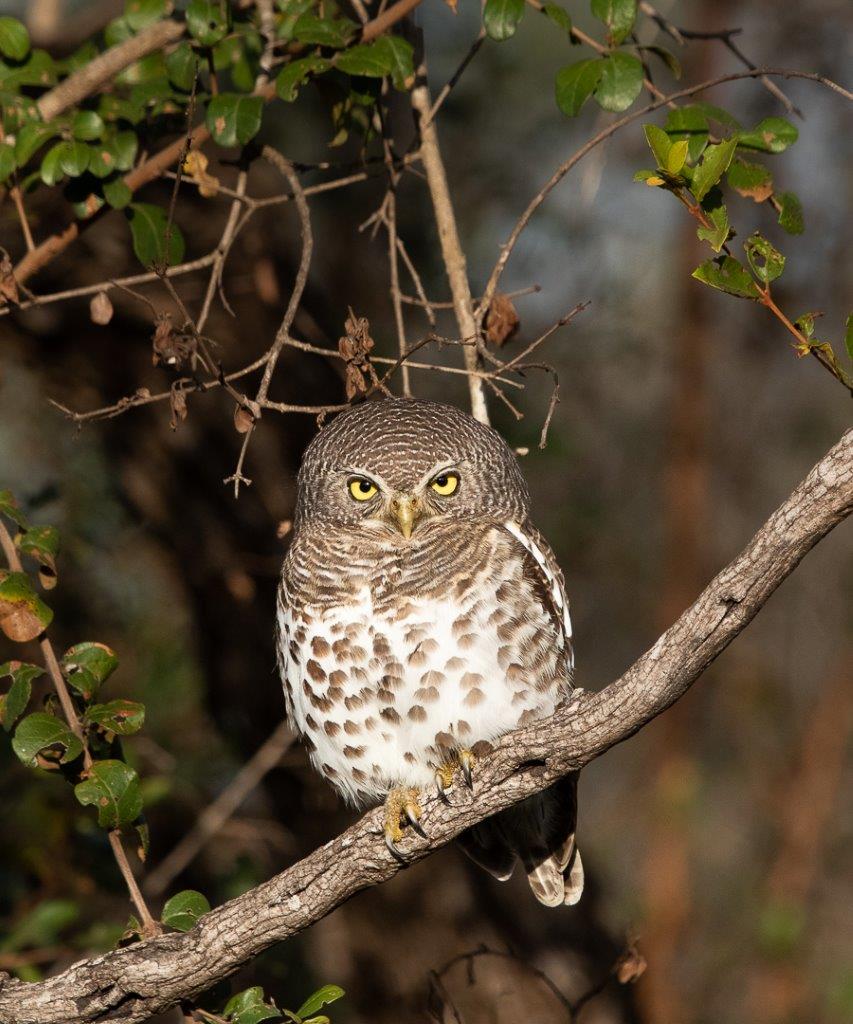 We found two African Barred Owlets enjoying the sun early on a cool morning. We found two African Barred Owlets enjoying the sun early on a cool morning.