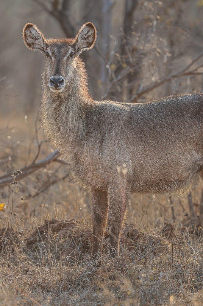 Waterbuck grazing near Earth Lodge, keeping close to a reliable water source for easy access. Waterbuck grazing near Earth Lodge, keeping close to a reliable water source for easy access.