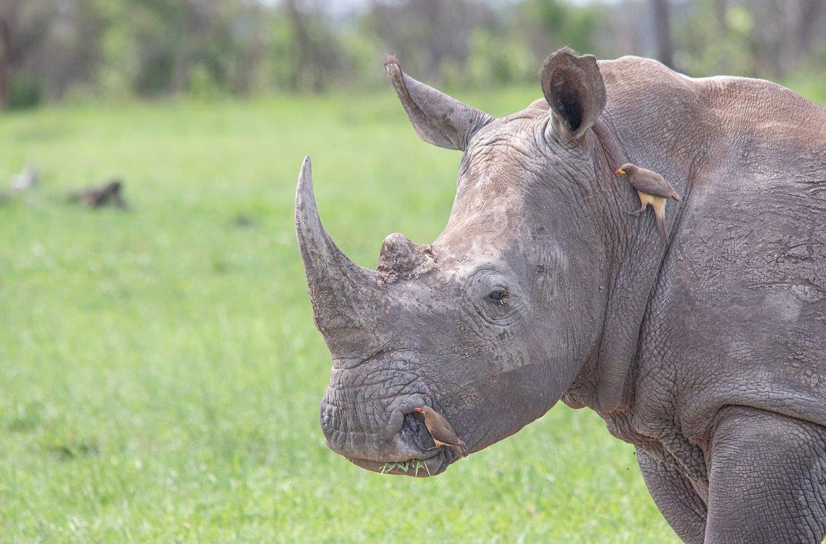01Jason Street Rhino 050323 2 01Jason Street Rhino 050323 2