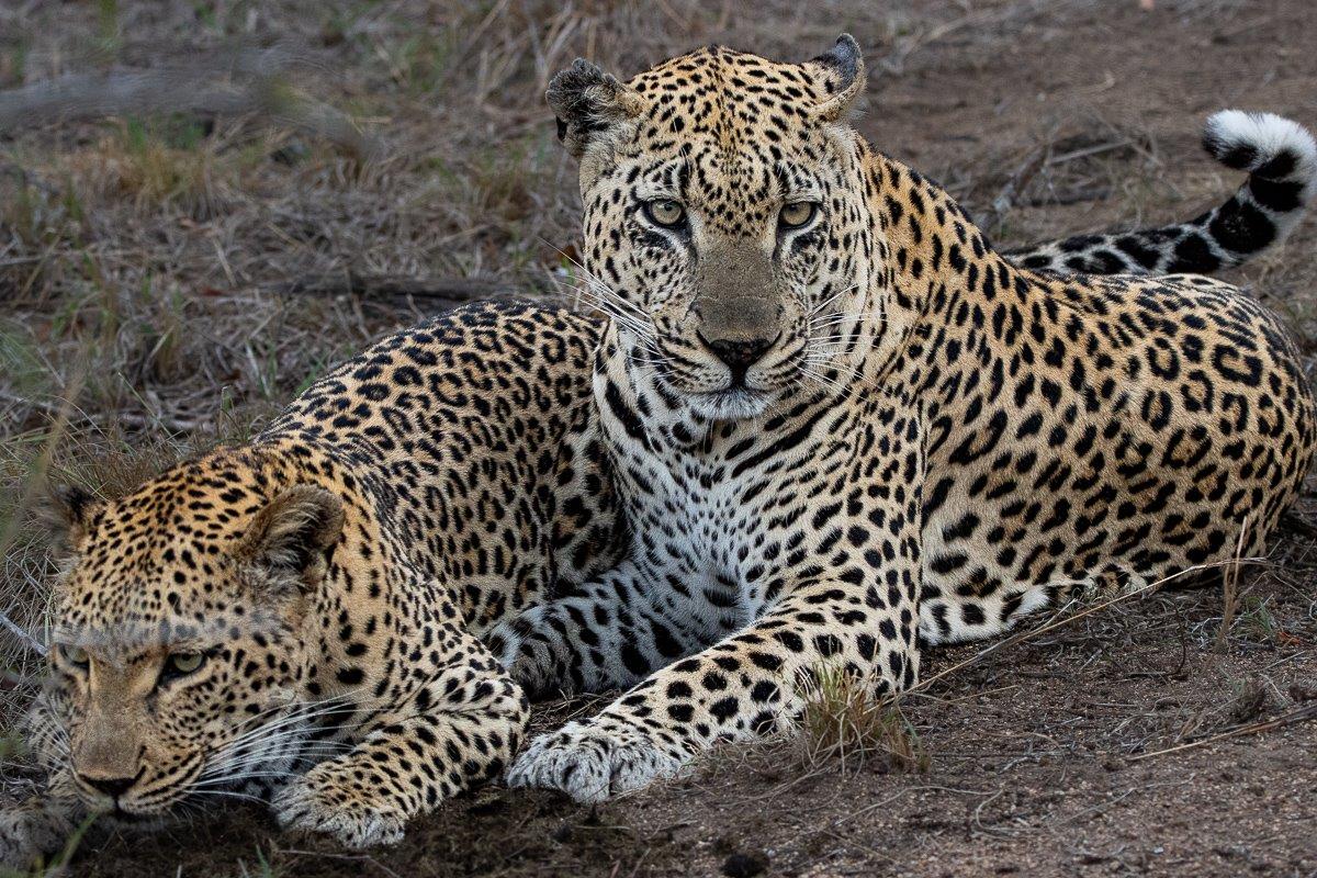 Mating sequence completion between Ntsumi and Mawelawela, showing a close encounter between the pair. Mating sequence completion between Ntsumi and Mawelawela, showing a close encounter between the pair.