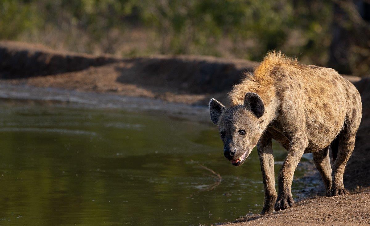 Hyena pacing near a waterhole, investigating the area with intent. Hyena pacing near a waterhole, investigating the area with intent.