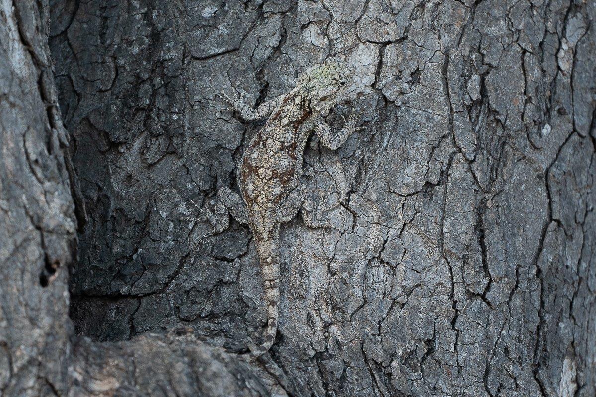 A female Southern Tree Agama blends well into the tree she had climbed. A female Southern Tree Agama blends well into the tree she had climbed.