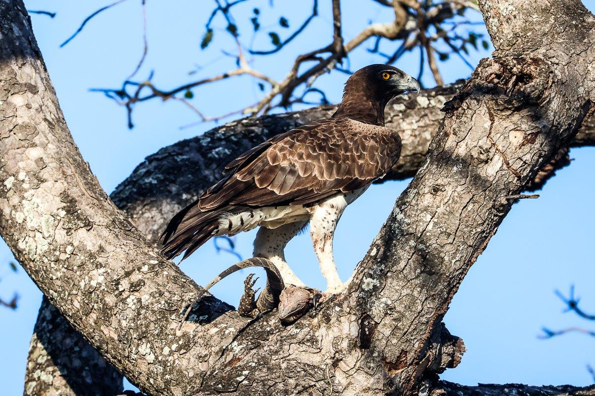 A Week in the Bush Vol. 472 | Sabi Sabi