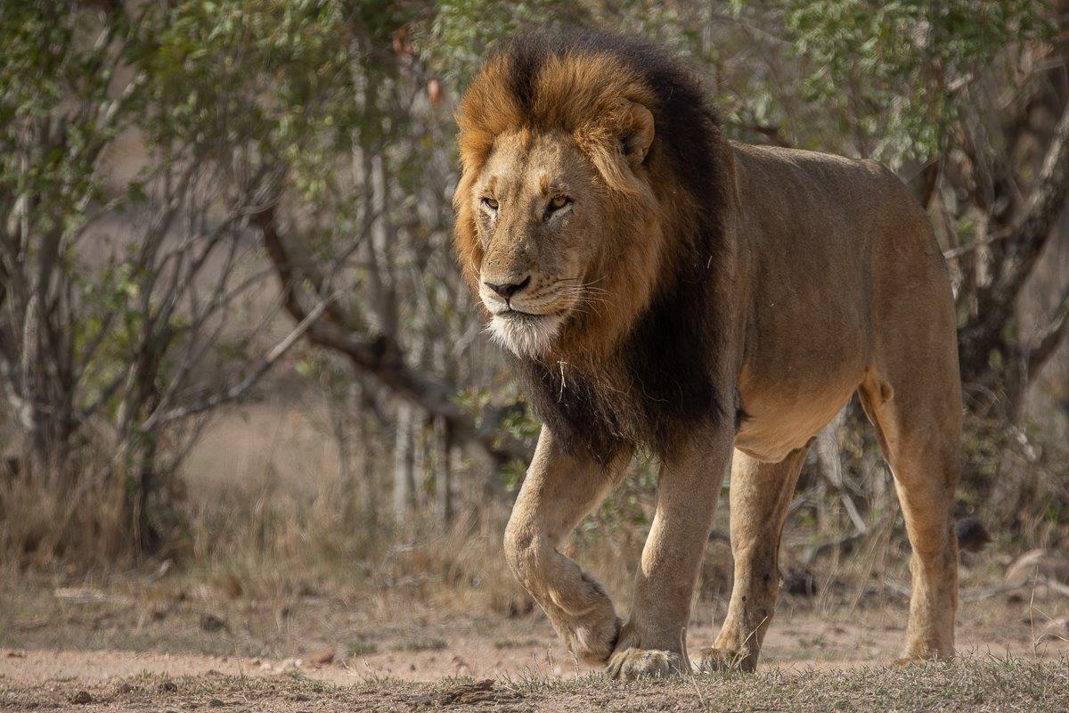 Gijima male lion resting near the Msuthlu Pride, watching over his family with protective care. Gijima male lion resting near the Msuthlu Pride, watching over his family with protective care.