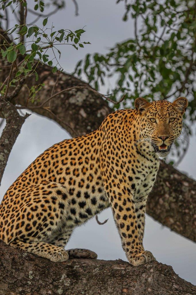 Sabi Sabi Ruan Mey Male Leopard Scans Surroundings Sabi Sabi Ruan Mey Male Leopard Scans Surroundings