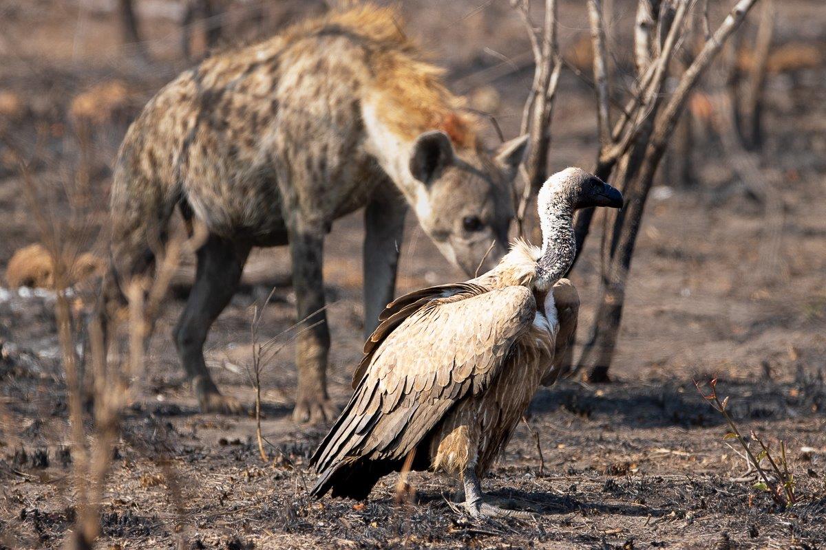 Hyena and vultures competing over carrion, emphasizing survival in the wild. Hyena and vultures competing over carrion, emphasizing survival in the wild.