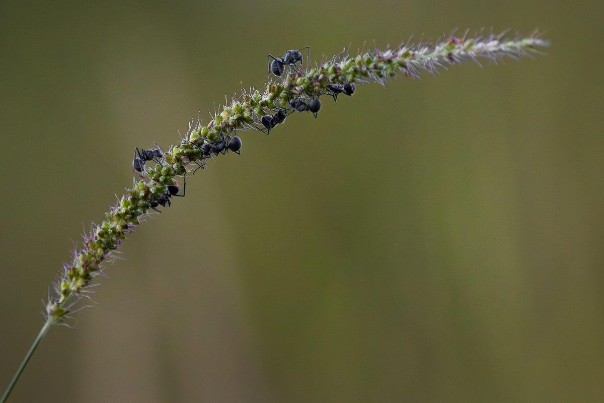 Vlei Bristle Grass Jp Van Rooyen Vlei Bristle Grass Jp Van Rooyen