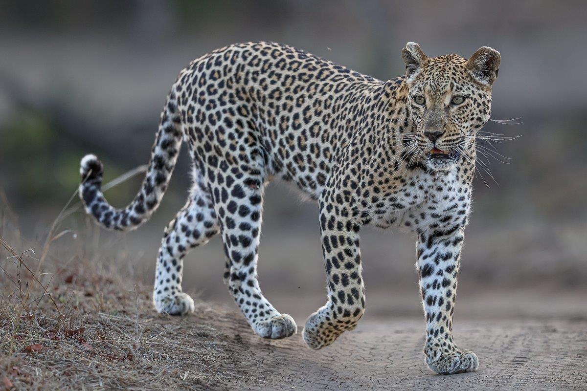 Ntsumi female leopard prowling through the reserve in search of a male. Ntsumi female leopard prowling through the reserve in search of a male.