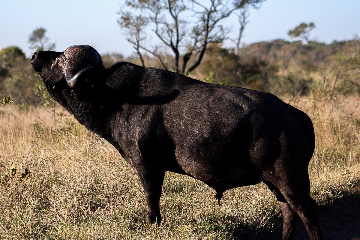 This buffalo bull was keeping a close eye on a nearby pride of lions making sure he is not caught off guard. This buffalo bull was keeping a close eye on a nearby pride of lions making sure he is not caught off guard.