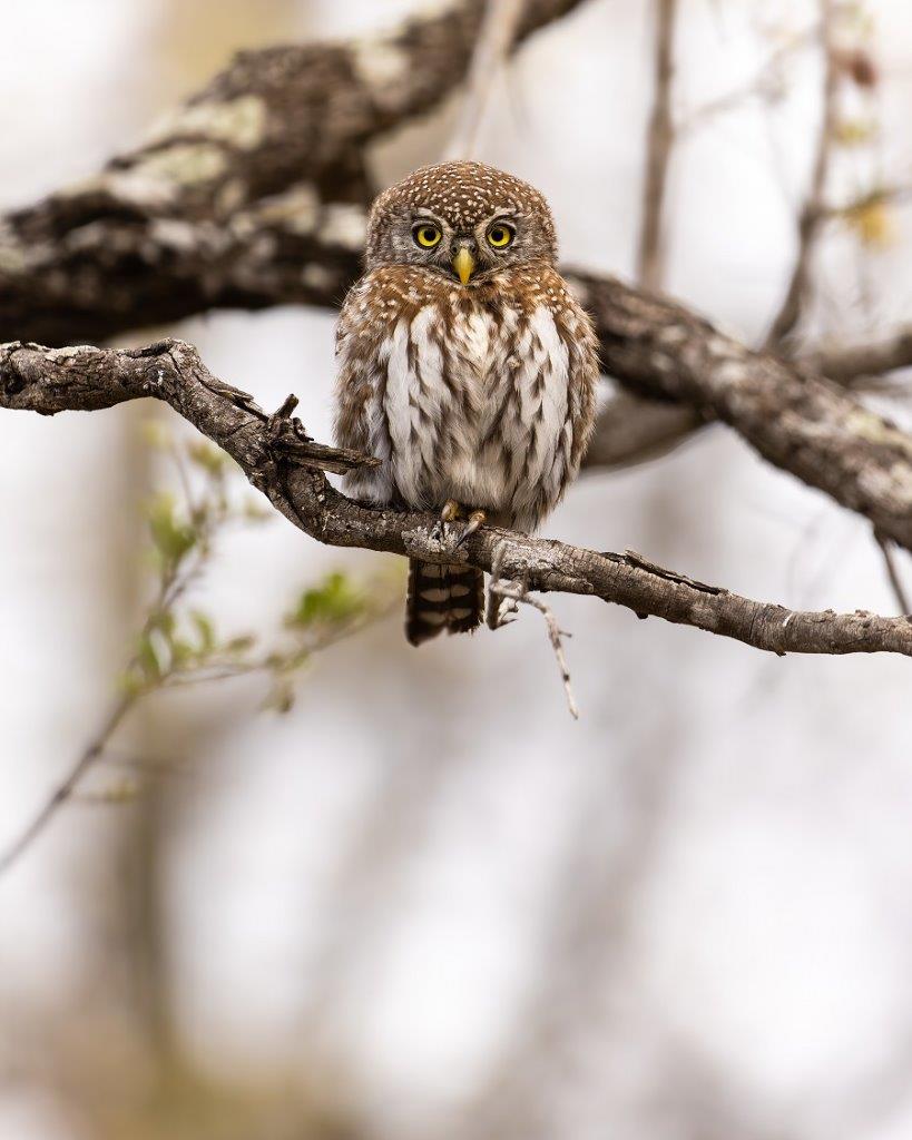 Sabi Sabi Benjamin Loon Pearl Spotted Owl Sabi Sabi Benjamin Loon Pearl Spotted Owl