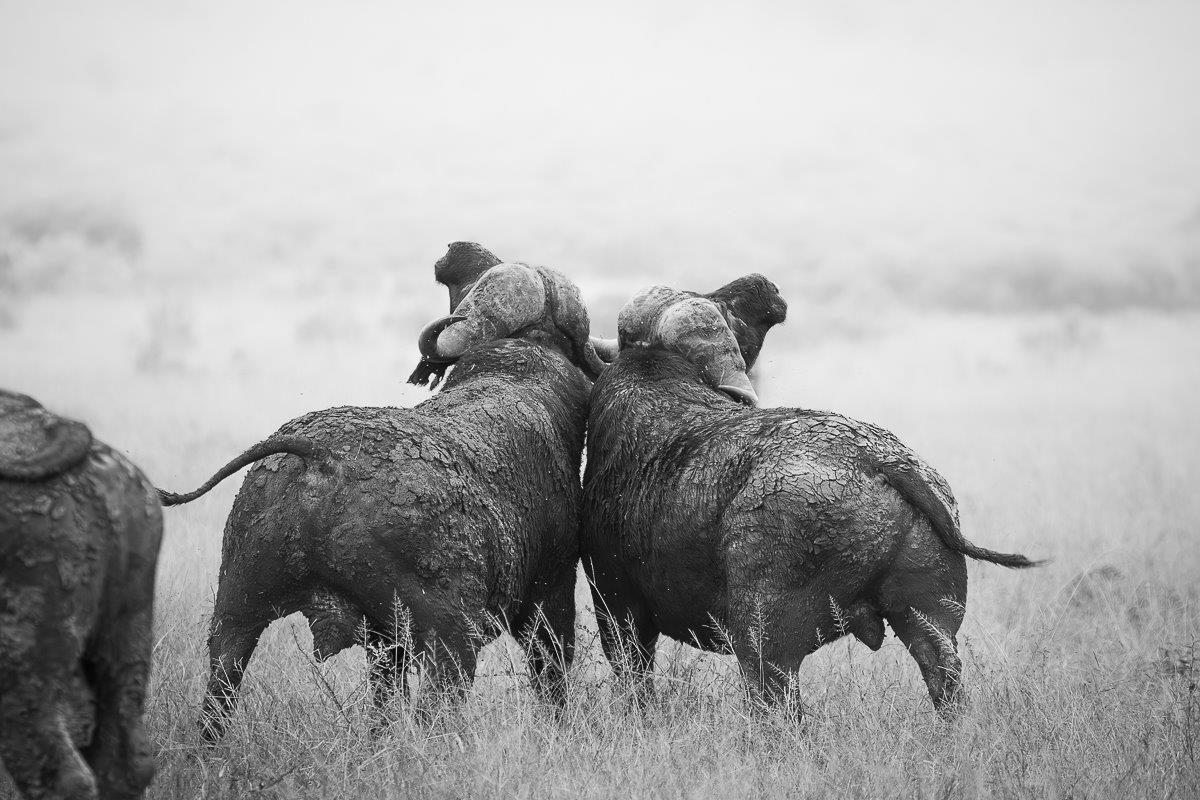 Sabi Sabi Jp Van Rooyen Buffalo Sequence Sabi Sabi Jp Van Rooyen Buffalo Sequence