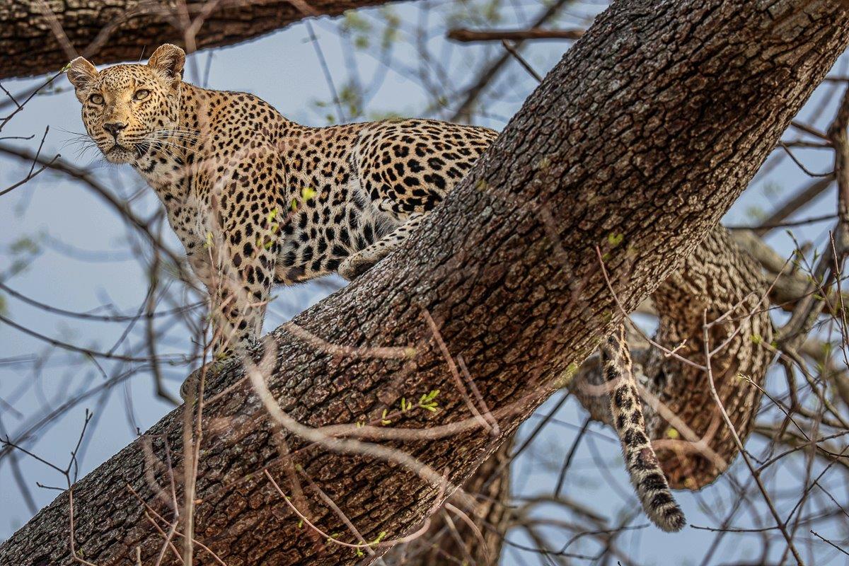 Leopard Ntsumi perched high in a tree, blending into the branches as she surveys the area below. Leopard Ntsumi perched high in a tree, blending into the branches as she surveys the area below.