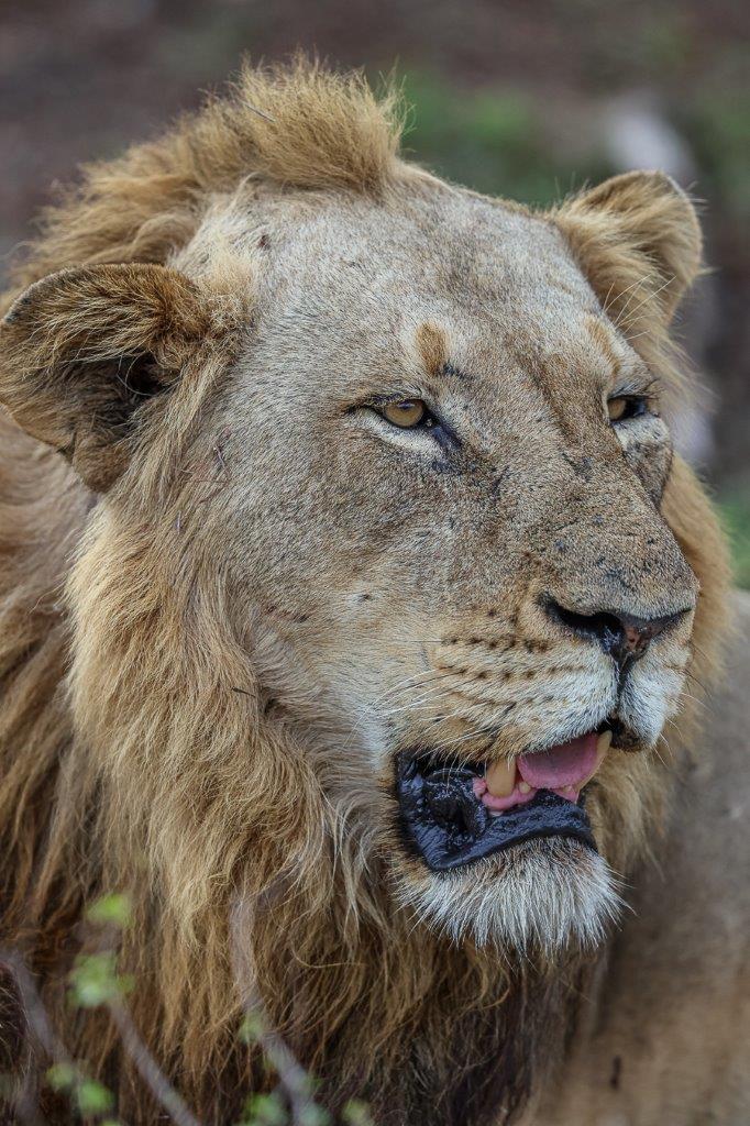Close-up of Talamati lion, showcasing the fierce and regal expression of a dominant male. Close-up of Talamati lion, showcasing the fierce and regal expression of a dominant male.