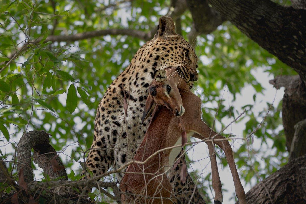 After Ntsumi took down an impala, she took the kill up a tree for her and her cubs to feed on in peace. After Ntsumi took down an impala, she took the kill up a tree for her and her cubs to feed on in peace.