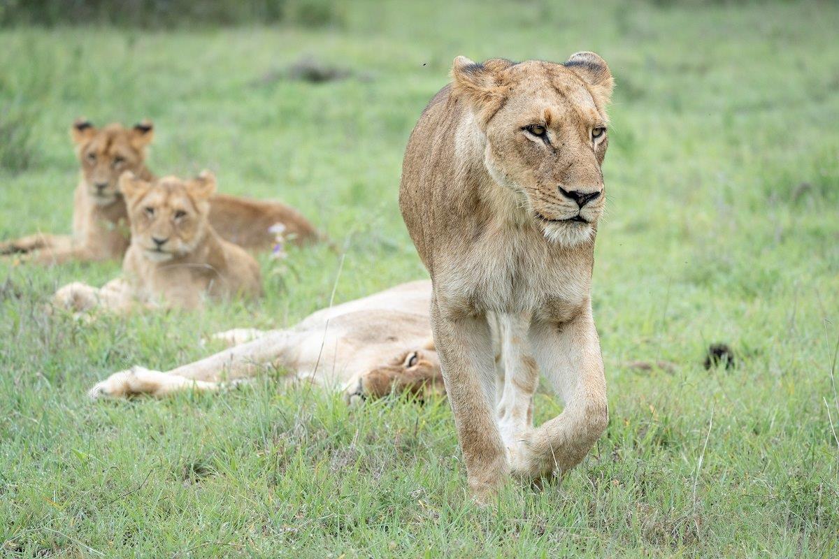 A lioness of the Southern Pride took the cool morning as an opportunity to stalk some prey, to no avail. A lioness of the Southern Pride took the cool morning as an opportunity to stalk some prey, to no avail.