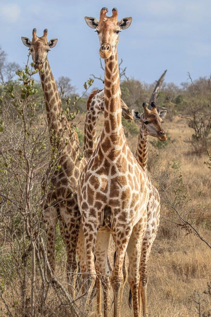 A small group of giraffes walking towards a waterhole. A small group of giraffes walking towards a waterhole.