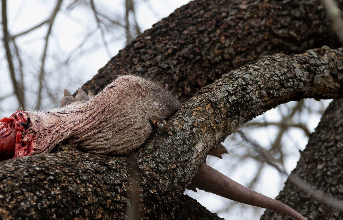 An aardvark kill hoisted in a tree, showcasing her hunting success. An aardvark kill hoisted in a tree, showcasing her hunting success.