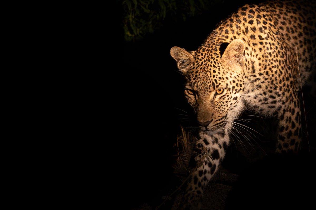 Jacana is easily identified by her unique, rich hazel-coloured eyes and her 2:2 spot pattern. We see her here in the darkness. Jacana is easily identified by her unique, rich hazel-coloured eyes and her 2:2 spot pattern. We see her here in the darkness.