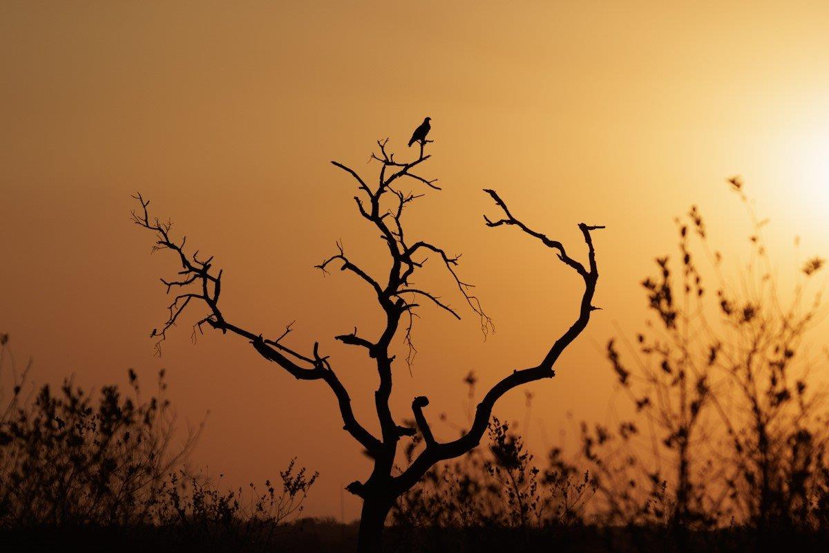 Eagle silhouetted against the sunset, embodying the end of a day on safari. Eagle silhouetted against the sunset, embodying the end of a day on safari.
