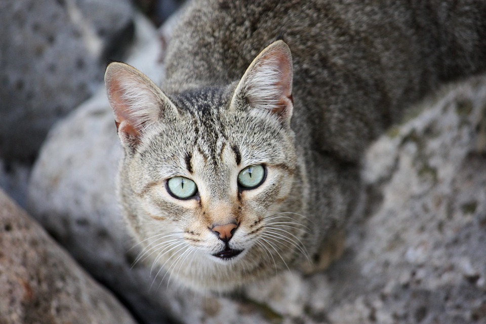 Different pupil shapes in animals | Sabi Sabi