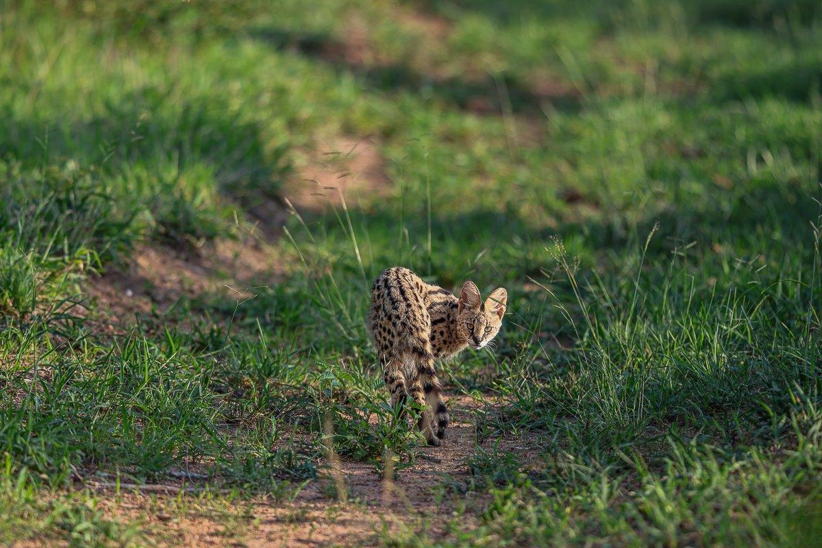 A rare sighting of a serval on the road during the day. A rare sighting of a serval on the road during the day.