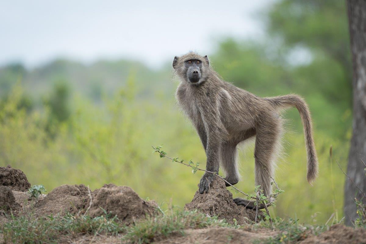 A common primate that you will most likely see at Sabi Sabi is a Chacma Baboon. A common primate that you will most likely see at Sabi Sabi is a Chacma Baboon.