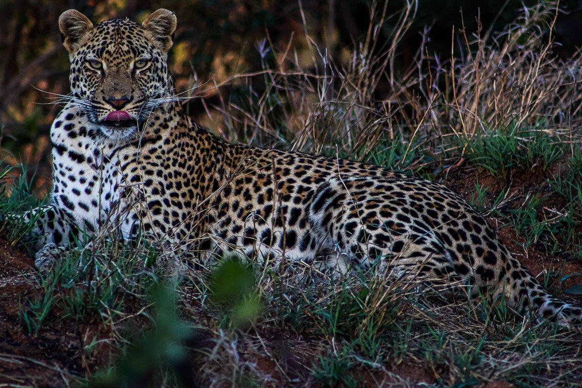 Makumu, a male leopard, rests in the grass. Makumu, a male leopard, rests in the grass.