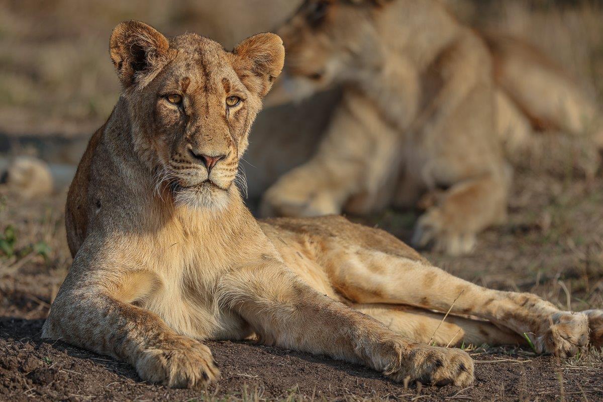 Lioness from the Southern Pride resting in the morning sun near a waterhole. Lioness from the Southern Pride resting in the morning sun near a waterhole.