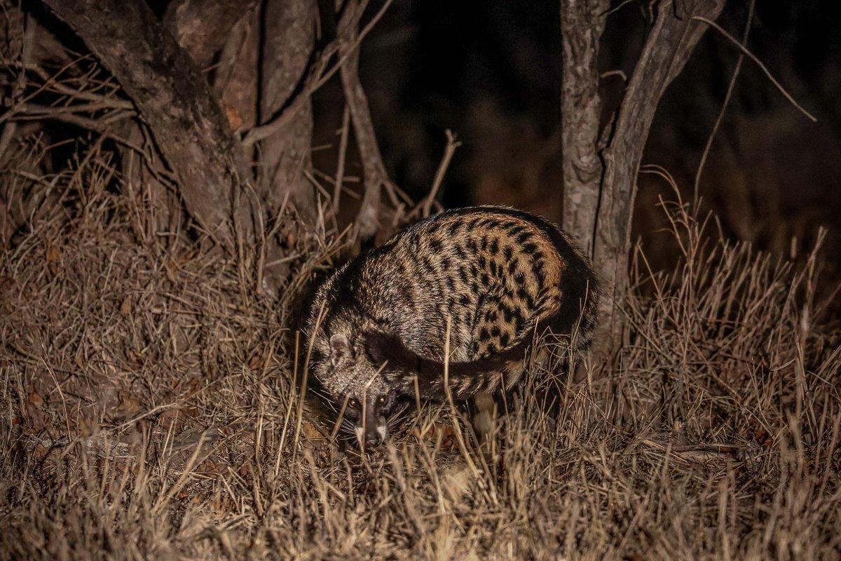 African Civet moving through the bush, searching for food. African Civet moving through the bush, searching for food.