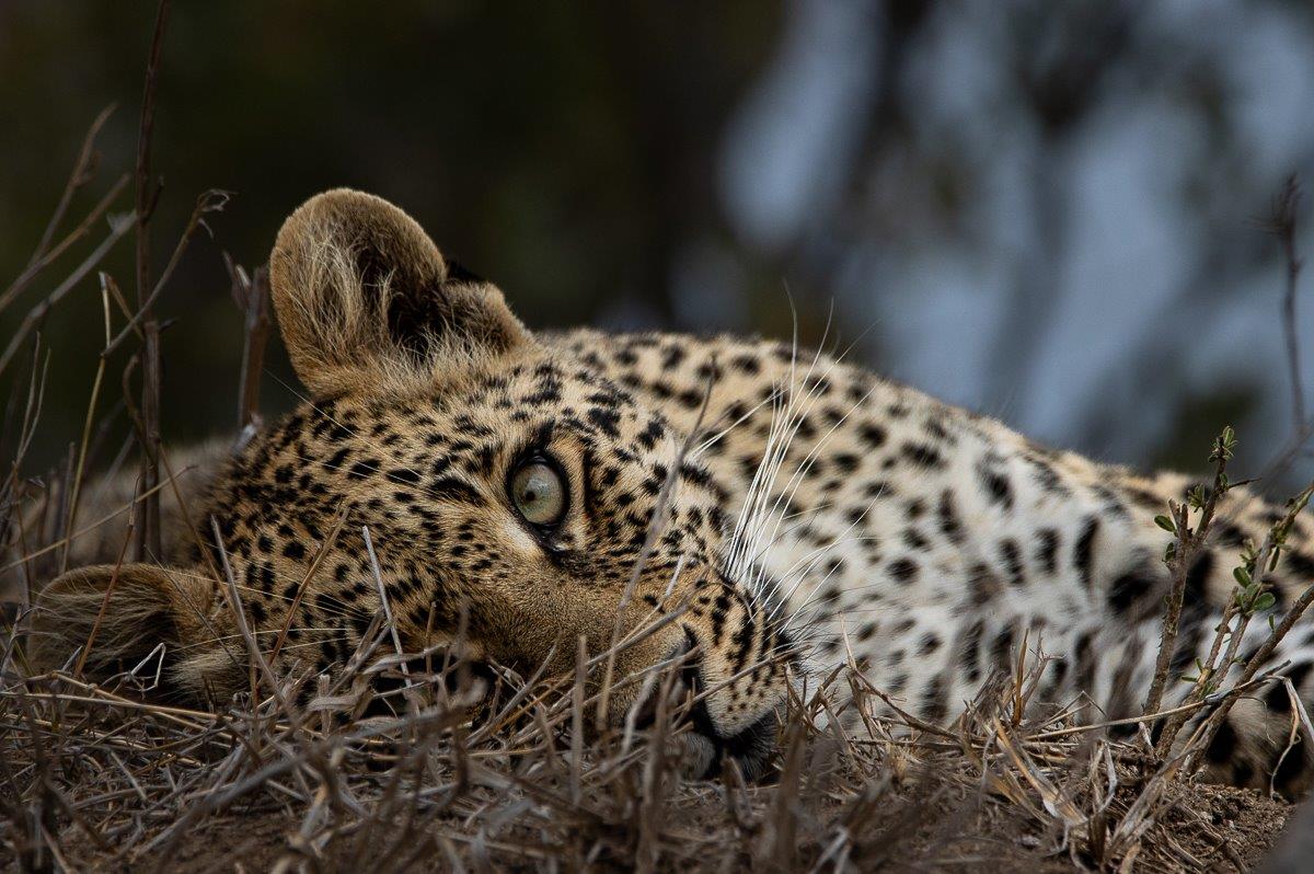 Close-up of Ntsumi’s cub resting, eyes focused on nearby activity. Close-up of Ntsumi’s cub resting, eyes focused on nearby activity.
