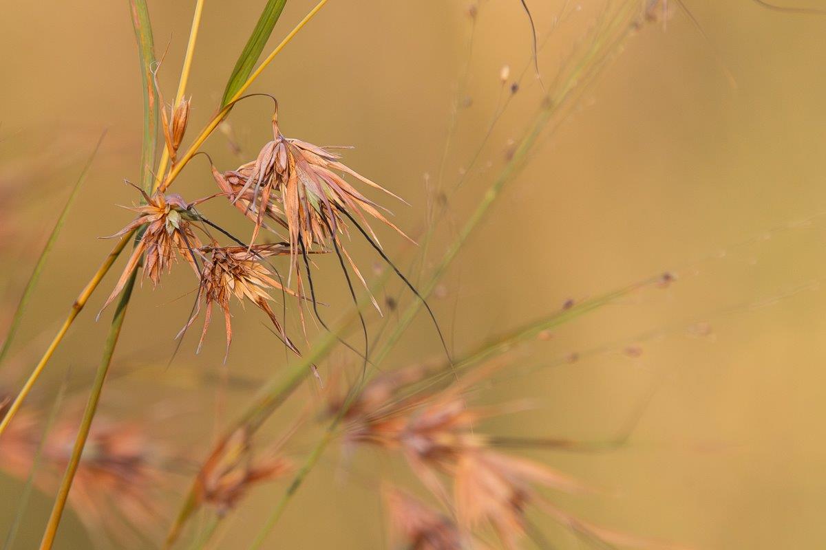 Red Grass Jp Van Rooyen Red Grass Jp Van Rooyen