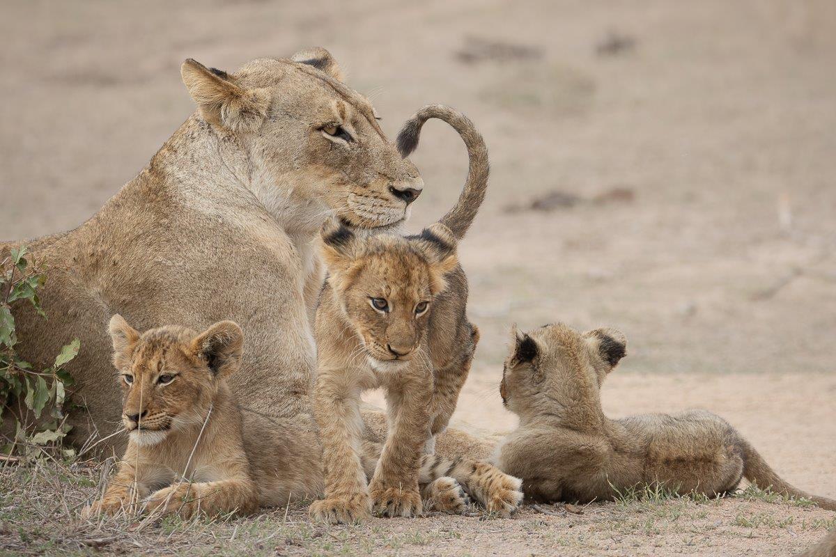 Msuthlu Pride cubs playfully interacting with each other, showing their youthful energy near the waterhole. Msuthlu Pride cubs playfully interacting with each other, showing their youthful energy near the waterhole.