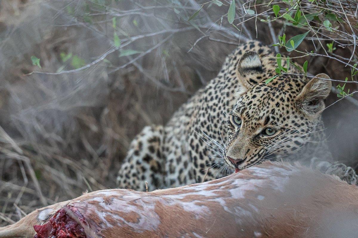 Young leopard Mgiba feeding on an impala kill on the ground, showcasing her recent success in hunting. Young leopard Mgiba feeding on an impala kill on the ground, showcasing her recent success in hunting.