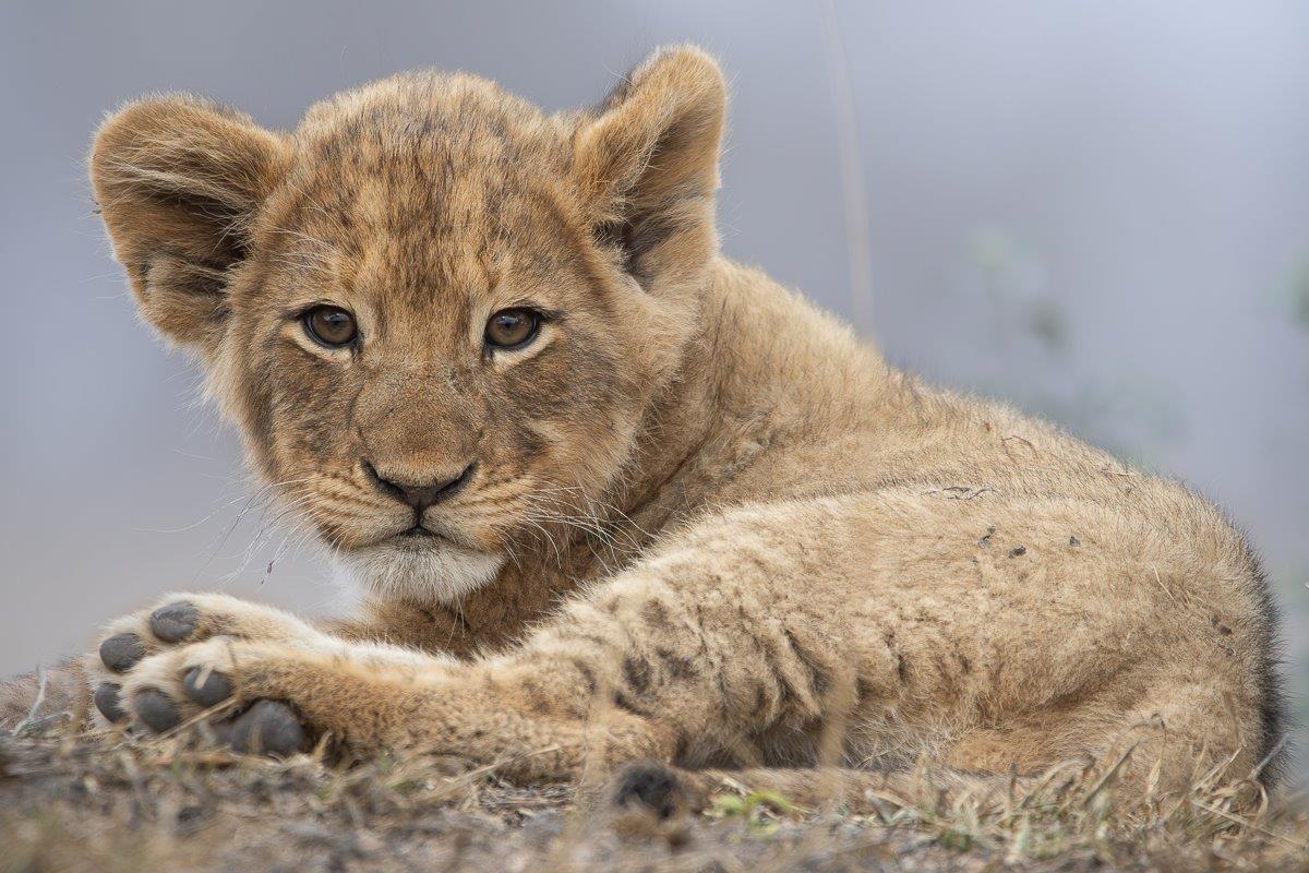 Msuthlu cub relaxing near the pride members. Msuthlu cub relaxing near the pride members.