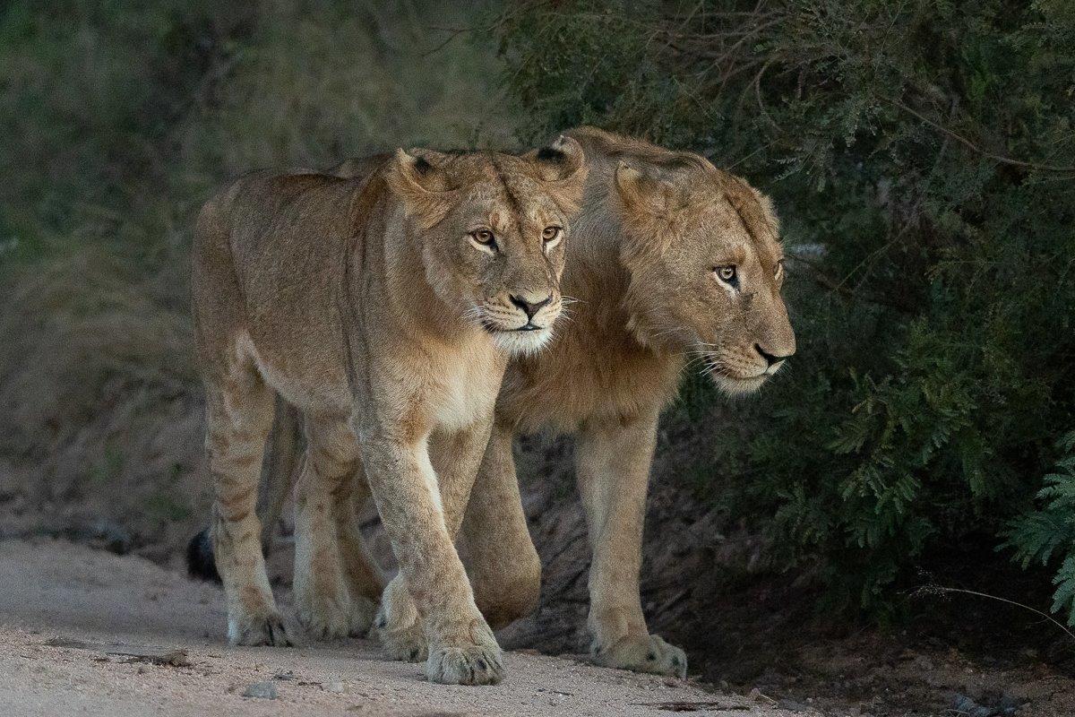 Two members of the Styx Pride reunited after getting temporarily separated. Two members of the Styx Pride reunited after getting temporarily separated.