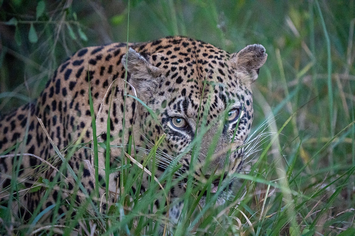 Mawelawela, a dominant male leopard, stares through the long green grass. Mawelawela, a dominant male leopard, stares through the long green grass.