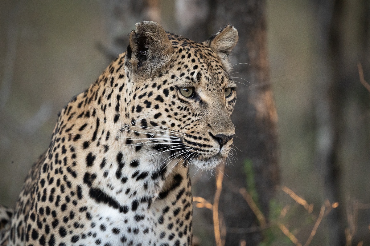 Ntsumi sat patiently on a termite mound, gazing at a herd of impala in the distance, providing us with a fantastic sighting and incredible tracking experience. Ntsumi sat patiently on a termite mound, gazing at a herd of impala in the distance, providing us with a fantastic sighting and incredible tracking experience.