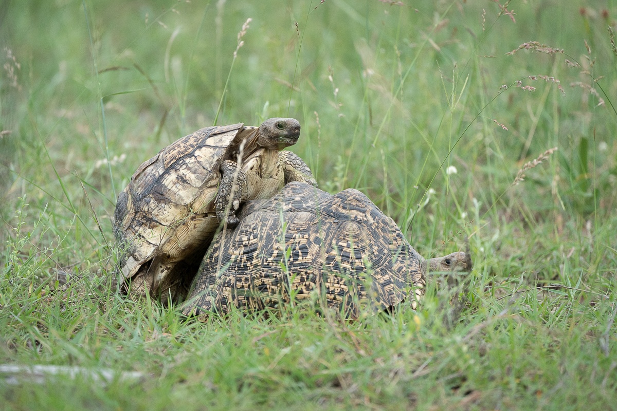 B03 Daniel Greyvenstein Leopard Tortoise 171023 1 B03 Daniel Greyvenstein Leopard Tortoise 171023 1