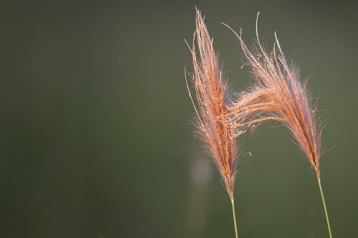 Plume Chloris Grass Jp Van Rooyen Plume Chloris Grass Jp Van Rooyen
