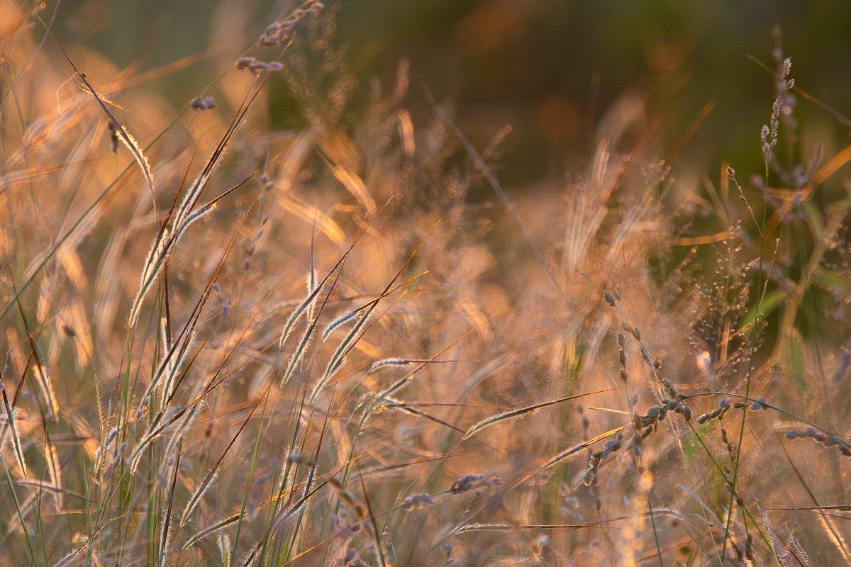 Spear Grass Jp Van Rooyen Spear Grass Jp Van Rooyen