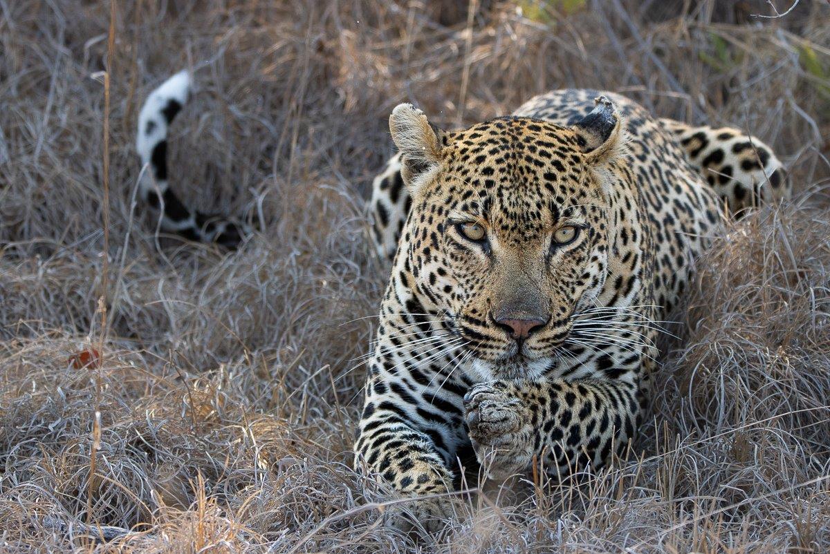 Khulwana male leopard resting after feeding, groomed and content in the shade. Khulwana male leopard resting after feeding, groomed and content in the shade.