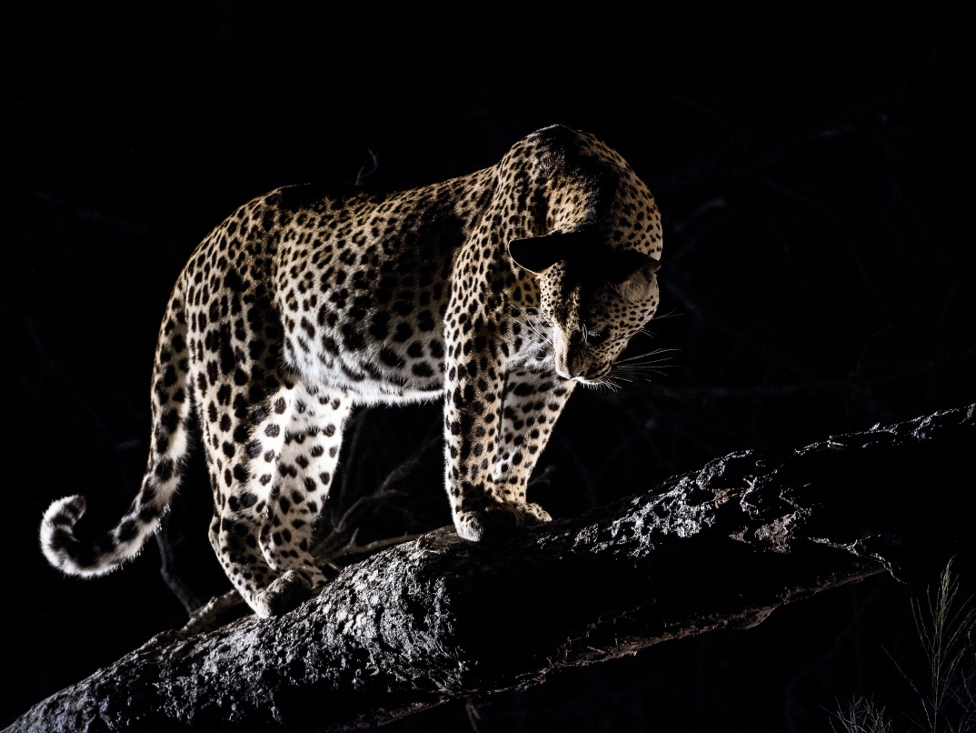 Thrill at spotting a leopard in a tree during a Sabi Sabi night drive. Thrill at spotting a leopard in a tree during a Sabi Sabi night drive.