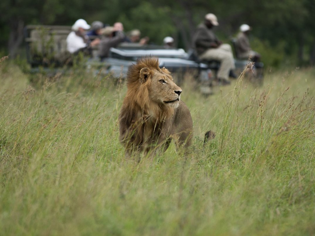 Guests enjoy male lion sighting in green grass. Guests enjoy male lion sighting in green grass.