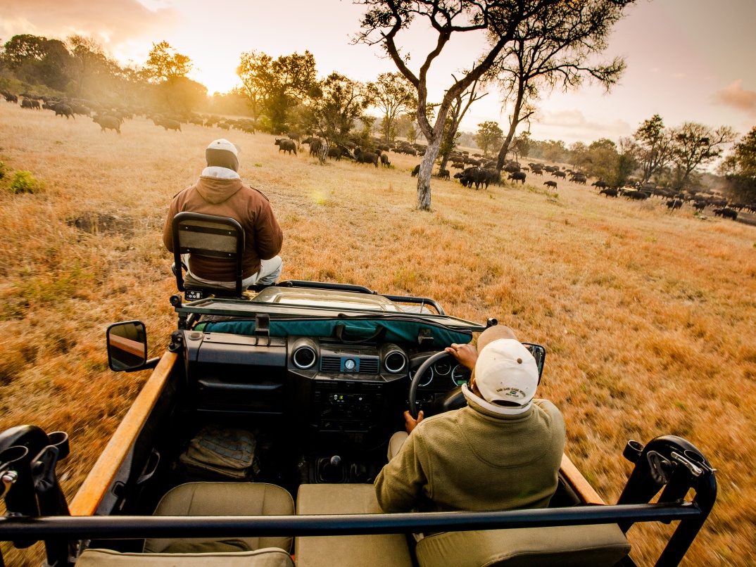 Witness a majestic buffalo herd on a Sabi Sabi game drive. Witness a majestic buffalo herd on a Sabi Sabi game drive.