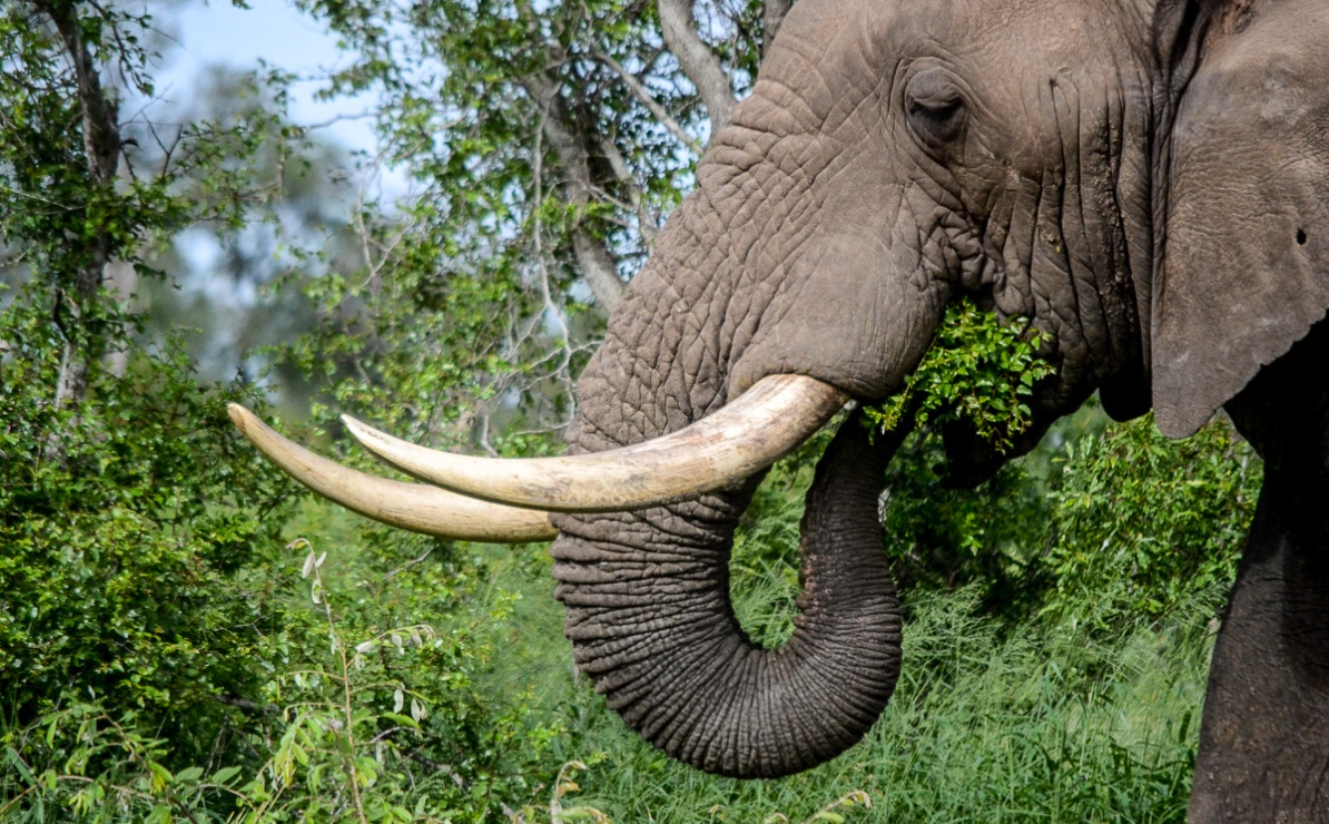 Elephant eating leaves that were ripped off a tree, spotted on a game drive by guests. Elephant eating leaves that were ripped off a tree, spotted on a game drive by guests.