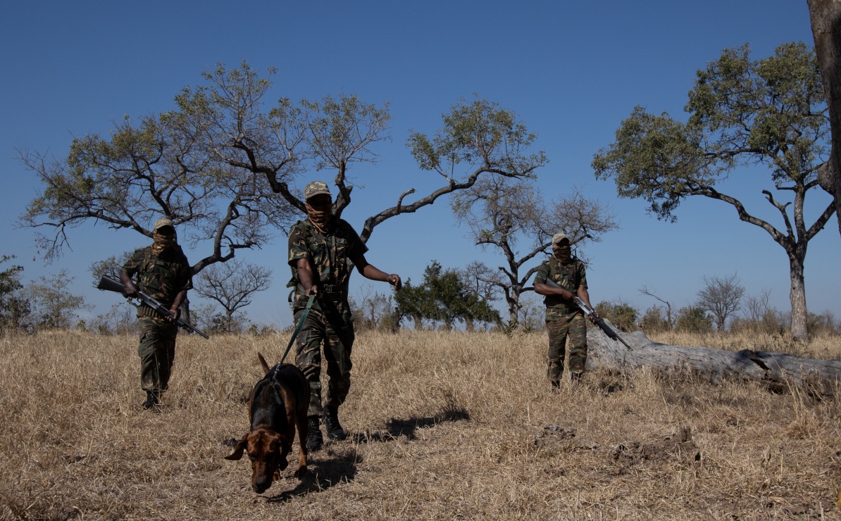 Sabi Sabi dedicated anti-poaching units providing human protection to endangered species from a distance. Sabi Sabi dedicated anti-poaching units providing human protection to endangered species from a distance.