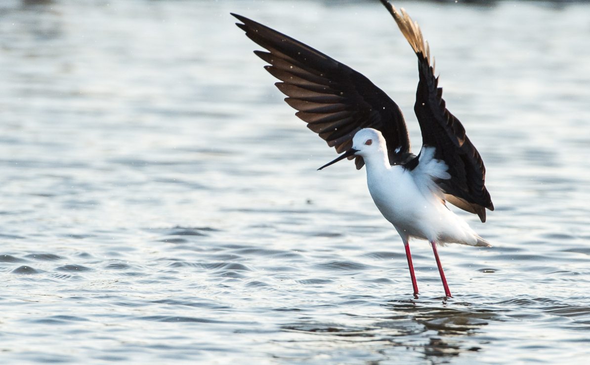 Stilt flapping its wings in water. Stilt flapping its wings in water.