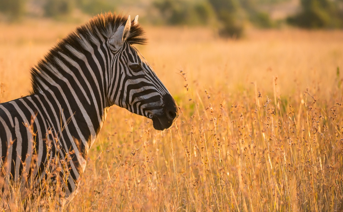 Sighting of a zebra standing in tall grass at Sabi Sabi Private Game Reserve. Sighting of a zebra standing in tall grass at Sabi Sabi Private Game Reserve.