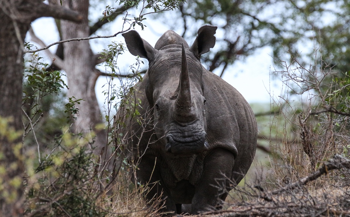 Rare sighting of a rhino looking straight at guests on a private Sabi Sabi game drive. Rare sighting of a rhino looking straight at guests on a private Sabi Sabi game drive.